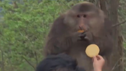 峨眉山猴子被游客惯得学会挑食了