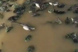   养殖户称3000多斤蛙疑因施工死亡 缩略图