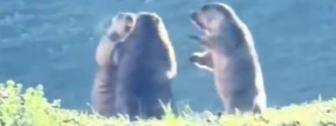 土拨鼠打架像跳华尔兹