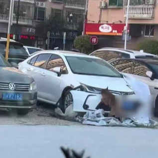 车主鸣笛驱赶拦路狗 结果车被狗拆了