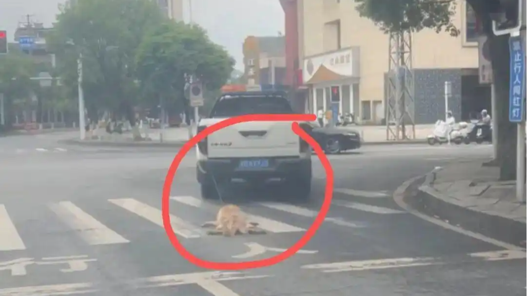 当地通报城管车辆当街拖行犬只致死