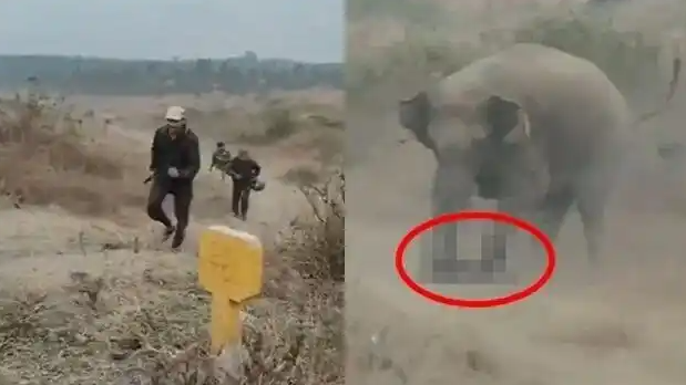 印度男子自拍与野象合影 结果被踩死