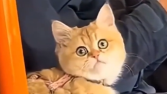  猫咪发现趴错主人后一脸震惊