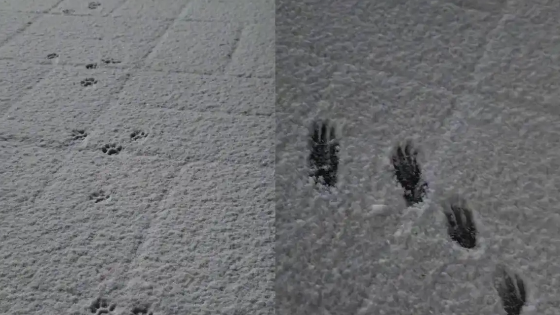 12月22日夜北京再飘雪花，延庆积雪最深达3厘米