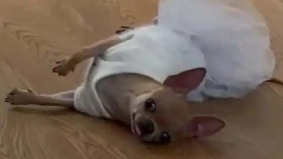  孙俪说狗狗装死把邓超吓晕了