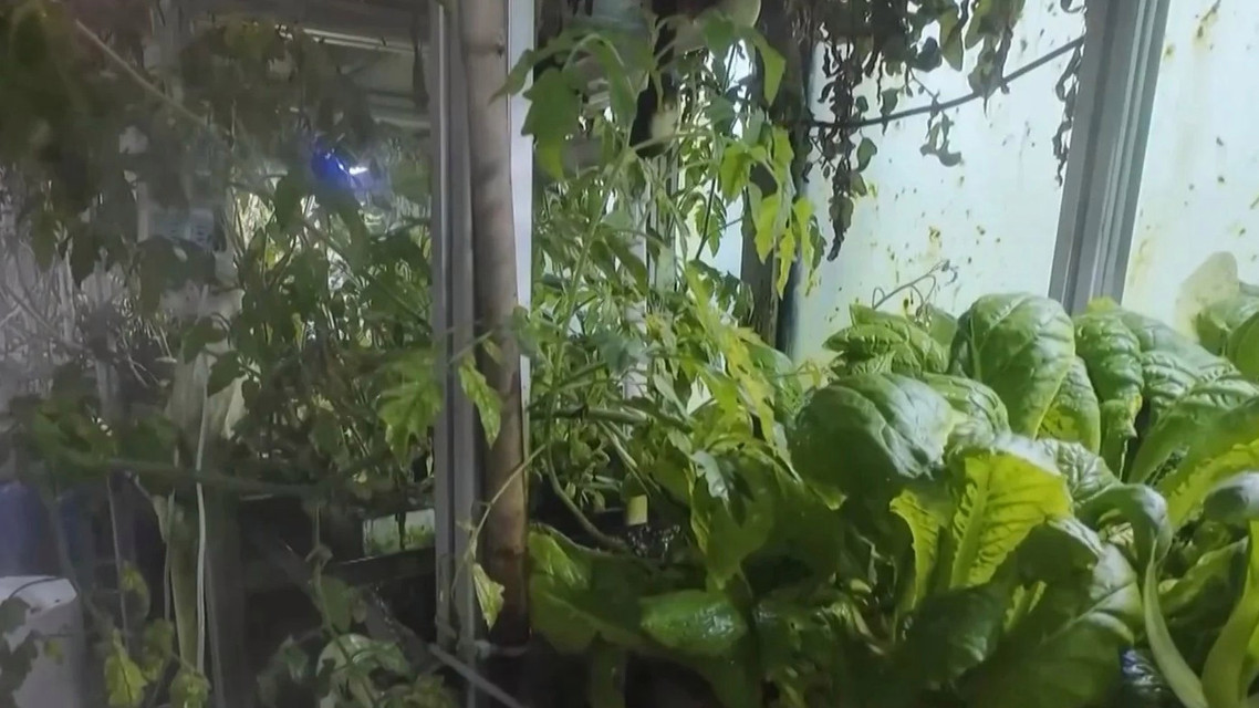 在南极种菜是什么体验