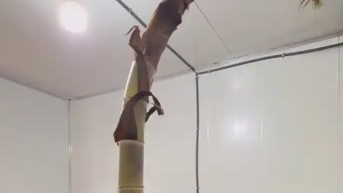  春笋穿透地板钻进房屋把屋顶撑变形