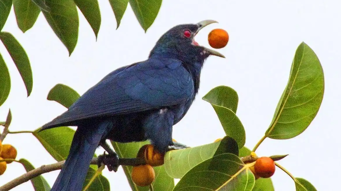  校长回信拒拆鸟巢 学生回应：支持