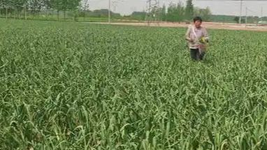 近百亩蒜薹免费抽 蒜地秒变景点