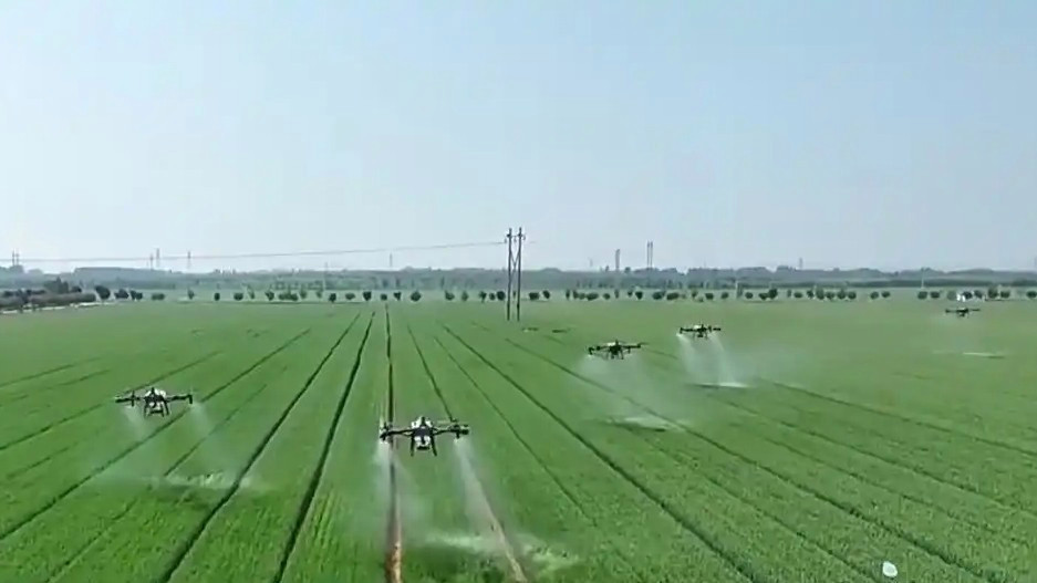 夏粮进入产量形成关键期