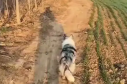   城里狗回村过年看到本地狗惊呆了 缩略图