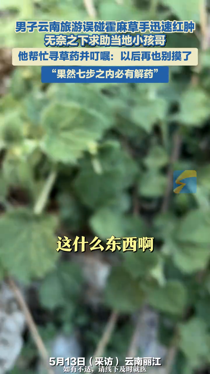  男子旅游误碰霍麻草手迅速红肿