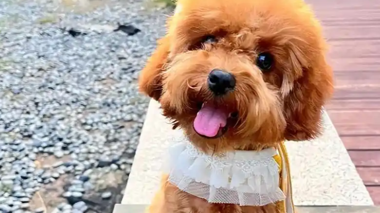 宠物店给泰迪修毛后少了一个乳头