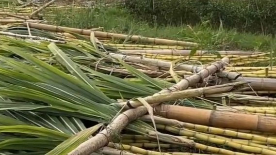 云南突发大风 甘蔗如浪潮般倒伏