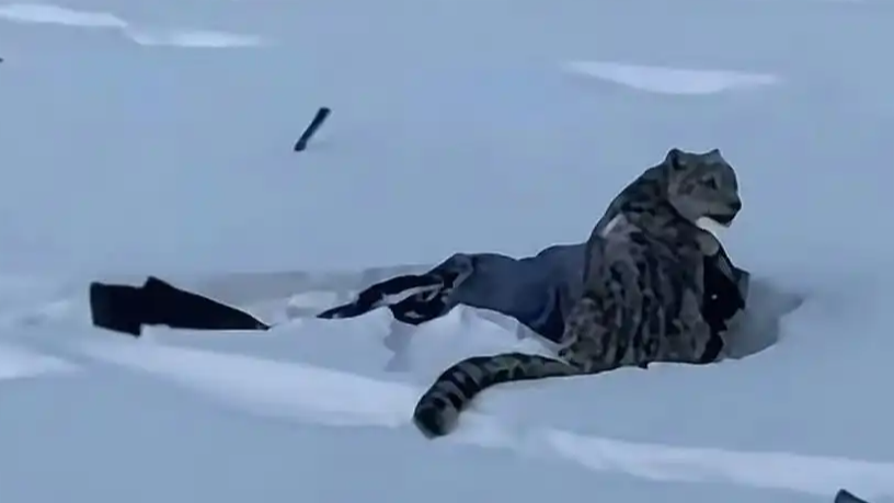 雪豹伤人事件当事人：没有摸雪豹