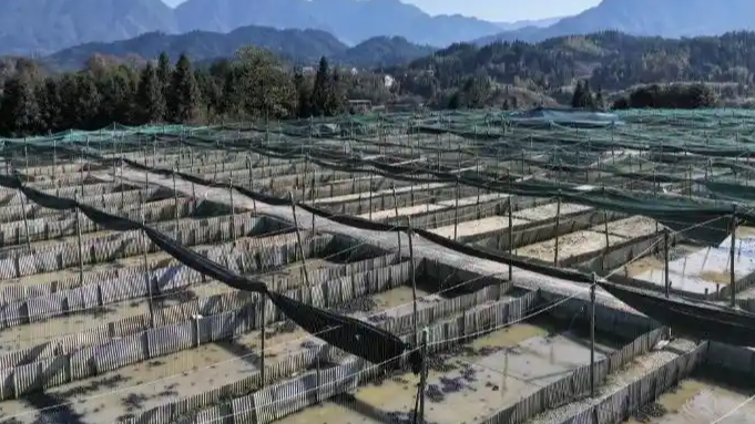 牛蛙流向全国背后：“不用药就绝收”