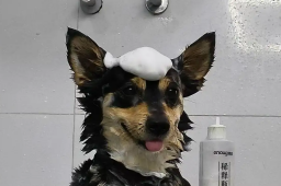   宠物医院回应给狗洗澡把狗吊死 缩略图