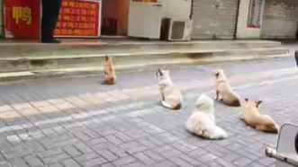 5只小狗烤鸭店排队等吃鸭屁股
