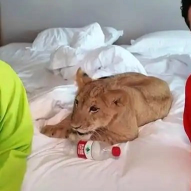 酒店提供小狮子叫醒服务 628元一晚