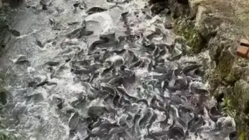 都江堰水库被放生埃及塘鲺？当地澄清