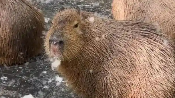  水豚情绪稳定吃杨絮 网友操碎了心