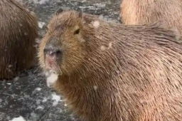   水豚情绪稳定吃杨絮 网友操碎了心 缩略图