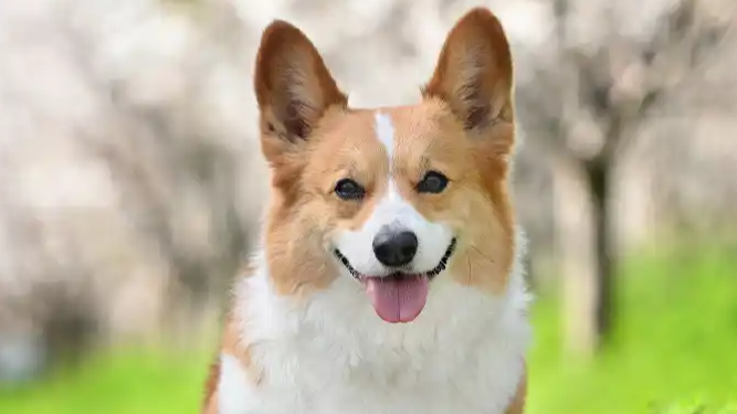 人民日报：“宠物友好”是有边界的