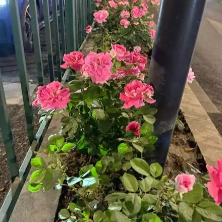  小伙为省钱在绿化带摘花送媳妇