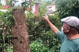 男子砍伐自家种的树被判2年半
